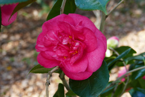 Camellia japonica Drama Girl                  